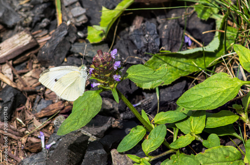 Small White butterfly (Pieris rapae), commonly known as a Cabbage White, feeding on the purple flowers of a Self-heal plant (Prunella vulgaris).