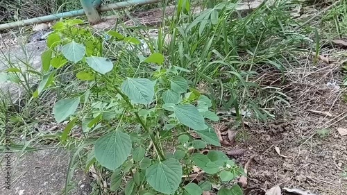 Acalypha indica Kuppameniya medicinal herb and Eleusine indica Balathana weed grass growing together in Sri Lanka garden
