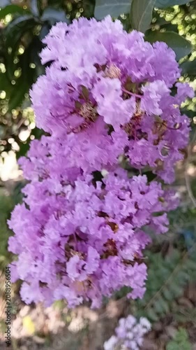 Vertical macro close up of small bees collecting nectar on pink Lagerstroemia indica crepe myrtle flowers swaying in wind