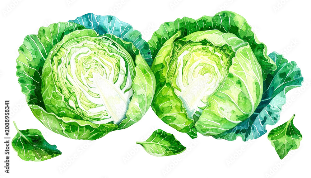 Fototapeta premium Watercolor painting of two fresh green cabbages.