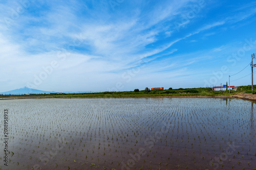 田植が終わった水田と青空の風景。ローカル鉄道が水田の中をゆっくり走る