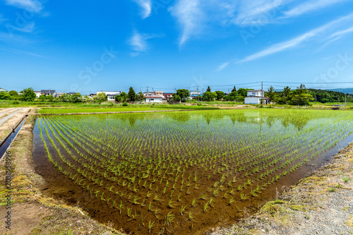 田植が終わった水田と青空の風景