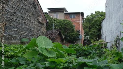 Overgrown vegetable garden beside weathered village houses in rural Hechi, Guangxi China. Authentic countryside dwelling. Concept of rural lifestyle, subsistence farming, and cultural heritage 怀远镇, 广西