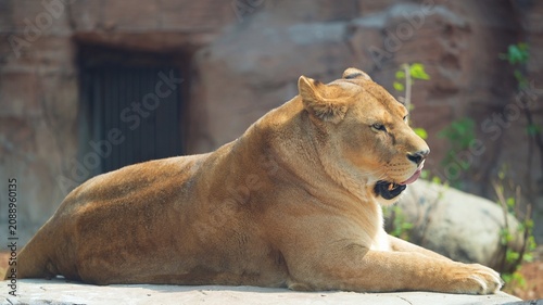 side portrait of lioness loafing in the zoo, female lion enjoying the afternnon