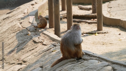 back portrait of monkey sitting alone in the afternoon, monkey in outdoor exhibit in the zoo