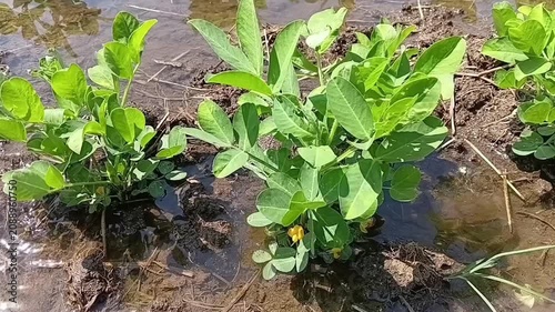 Close up top view of yellow blossoms on two thriving peanut Arachis hypogaea plants with clean irrigation water flowing along the muddy field bed.