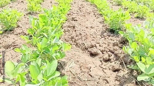 Lush green Arachis hypogaea peanut crop rows extending into distance in a large commercial agricultural farm in Sri Lanka