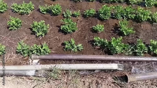Top down view of irrigation water flowing out of two pipes into a flooded commercial peanut farm basin in Sri Lanka