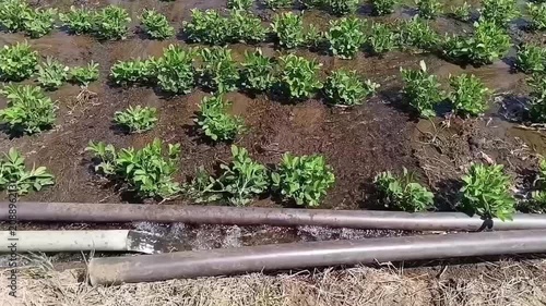 Top down view of water flowing out of a single irrigation pipe into a flooded commercial peanut farm basin in Sri Lanka