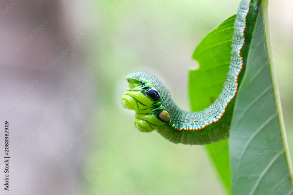 Obraz premium Green caterpillar with detailed textured body and eye like markings arches from leaf, vivid macro close up showing natural pattern, green color and delicate edge contrast