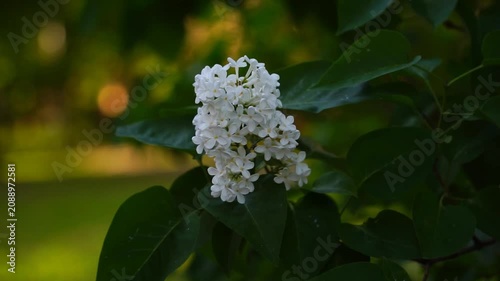 Blooming white lilac (Syringa vulgaris) sways in the wind on a spring day