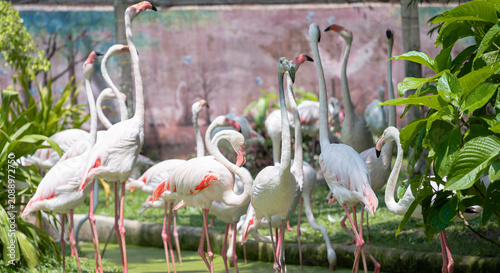 Photography Group of white and pink flamingos in a zoo or safari park with tropical plants