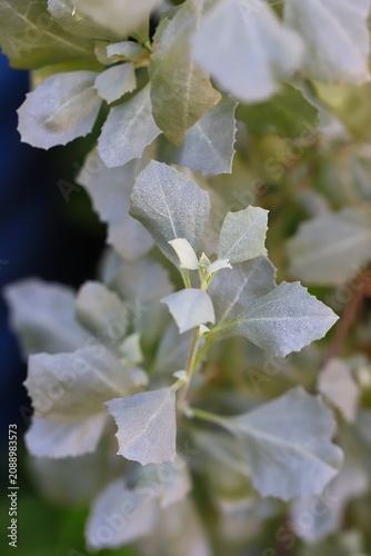 Close up shot of old man saltbush (Atriplex nummularia) leaves in Australia