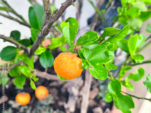 Close-up of Kumquat Fruit of shriveled calamansi on Tree Branch