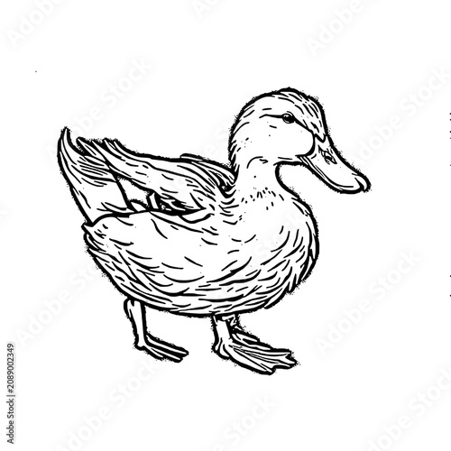 Standing Duck Full Body Line Art Vector
duck isolated on white