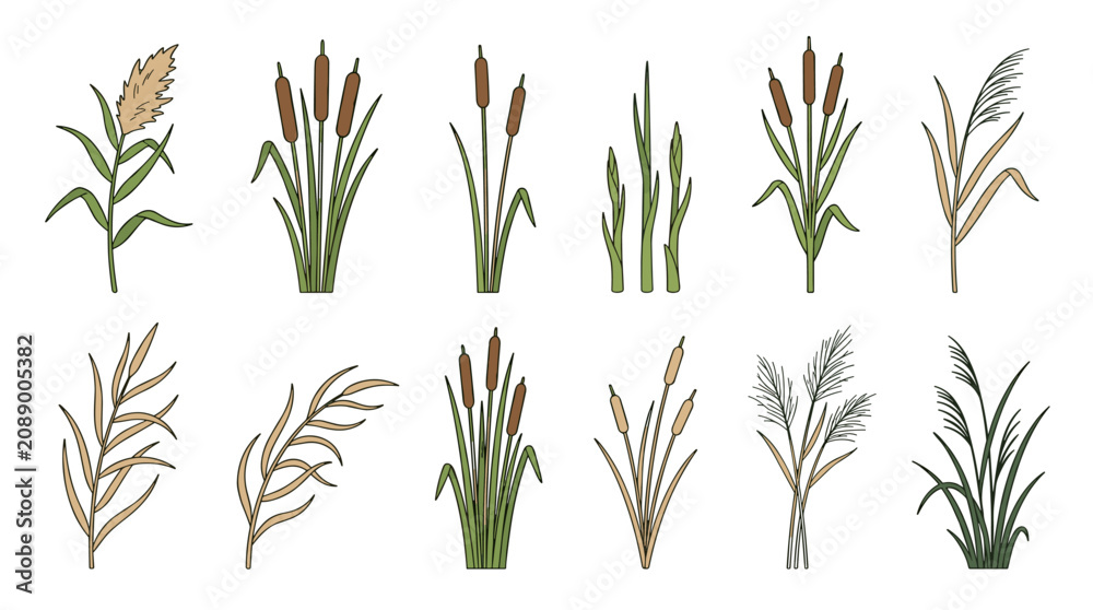 Fototapeta premium Premium reed botanical collection set with wetland reeds and cattail stems vector