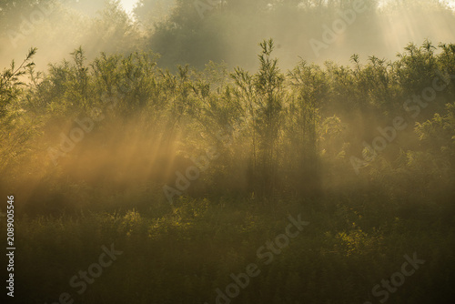 Misty meadow at sunrise with golden sunlight filtering through trees. Foggy summer morning landscape with sunbeams and silhouettes of trees in the field.