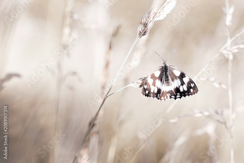 Fotografie Minimalist fine art macro of a marbled white butterfly on a dry grass stalk