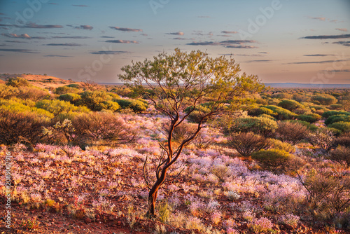 Foto Australian outback landscape blooming wildflowers sunset light