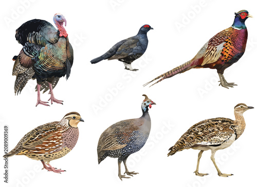 Bild auf Leinwand Watercolor Game Bird Collection Featuring Turkey, Pheasant, Quail, Guinea Fowl,