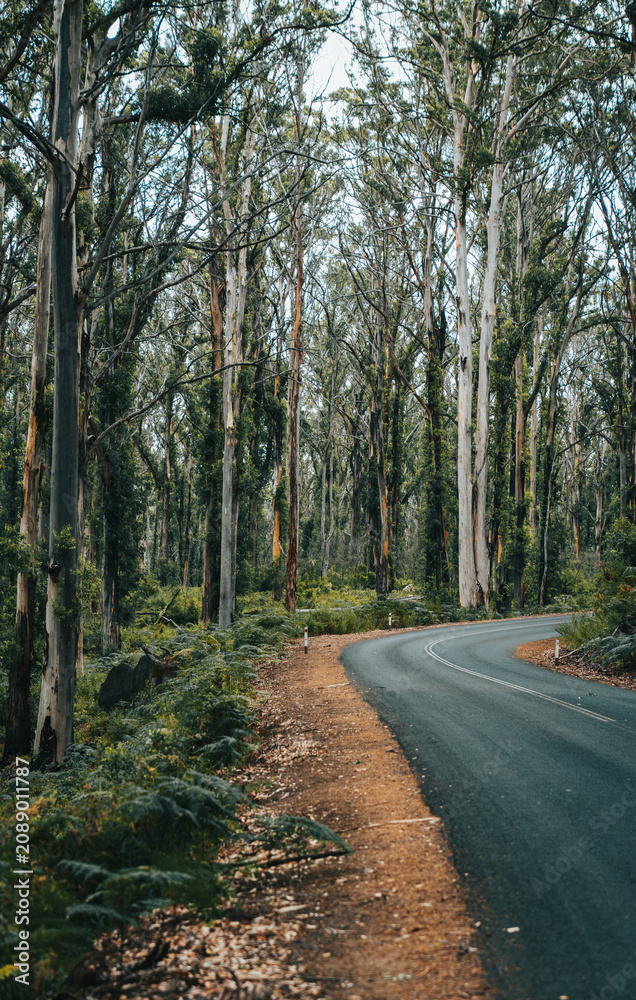 Fototapeta premium Winding road through tall eucalyptus forest and nature