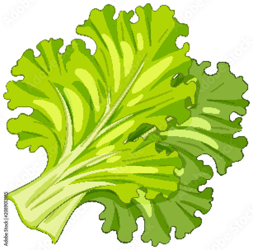 Fresh Green Lettuce Leaves Vector Illustration on White Background