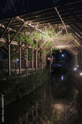 Bilde på lerret 夜にライトアップされた水路の上で咲く藤の花（日本・緒絶川）