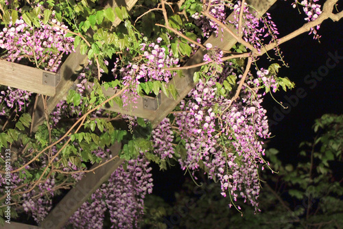 Konstfotografi 夜にライトアップされた藤の花（日本・緒絶川）