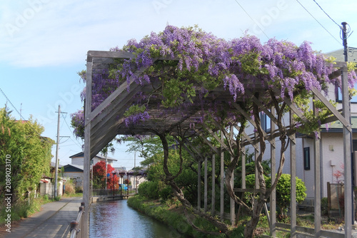 Fotografía 水路の上で花を咲かせる日本の藤棚の風景（緒絶川）