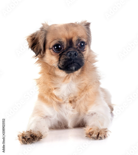 Photography Tibetan spaniel in studio
