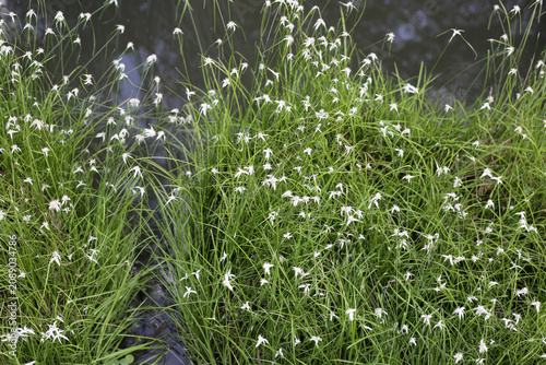 Fotografi Close-up of the delicate white and green star-like bracts of Rhynchospora nervosa