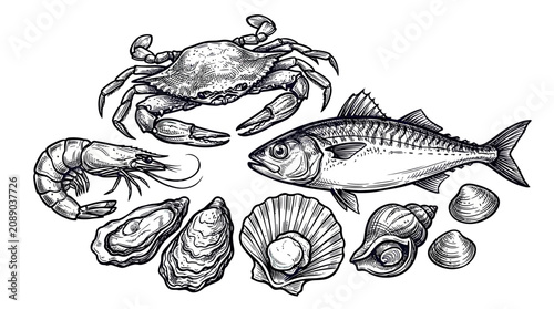 Hand-drawn Seafood Assortment: Crab, Fish, Shrimp, Oysters, Scallops, Shells