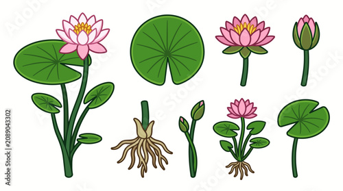 Water Lily Stem Cartoon Vector Set Isolated on White Background