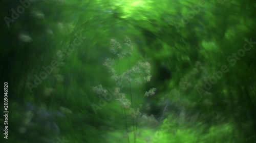 serene grass field in natural environment with top-down perspective and green and black colors, peaceful outdoor setting for nature background and environmental theme.