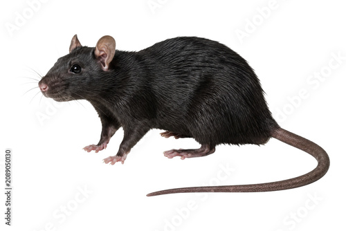 Black rat isolated on white, Halloween decor element