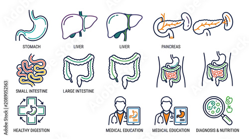 Bild auf Leinwand Human Digestive System Organs Icons - Stomach, Liver, Pancreas, Intestines, Dige