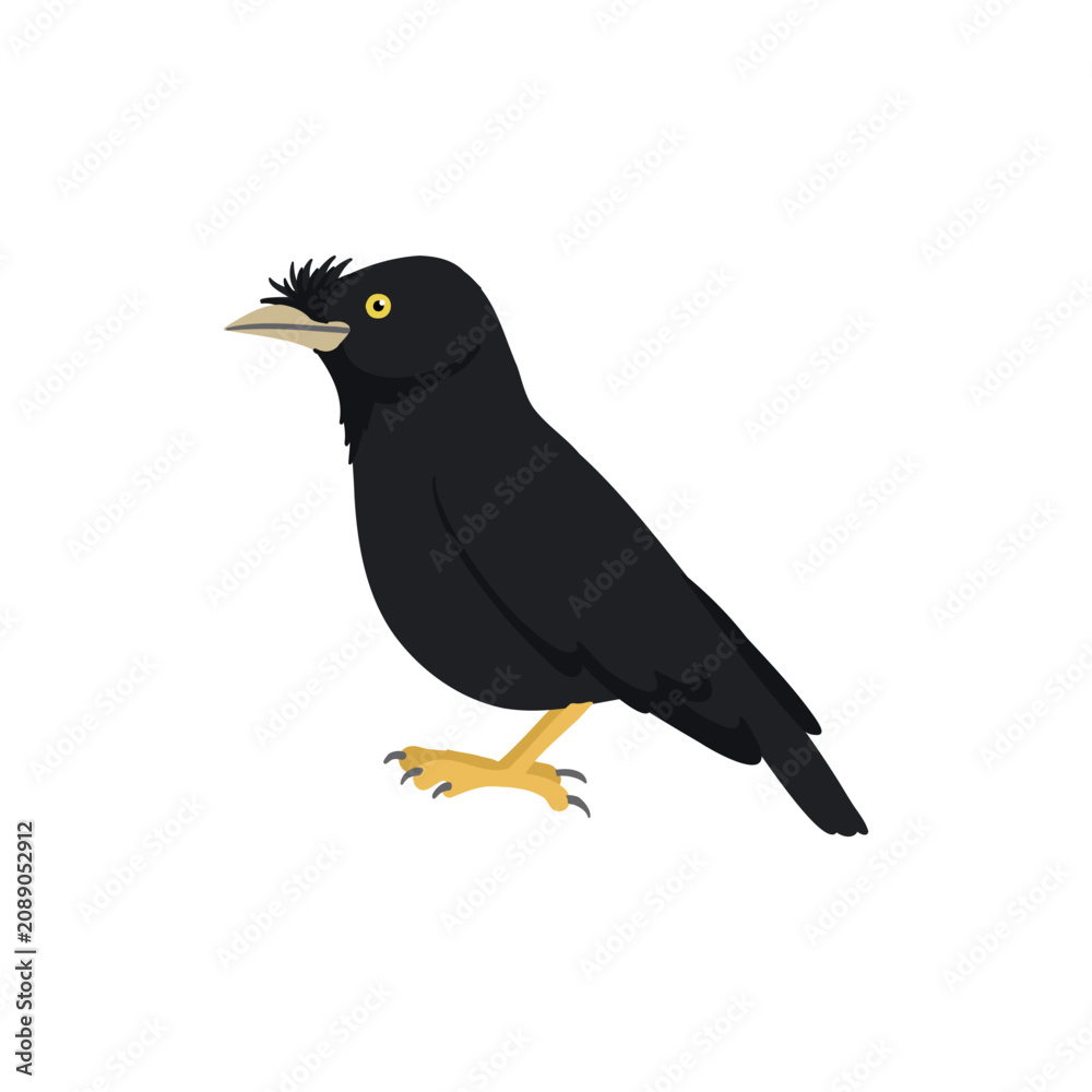 Fototapeta premium vector drawing bird, crested myna, Chinese starling , Acridotheres cristatellus, invasive species of European Union concern, hand drawn illustration, isolated nature design element