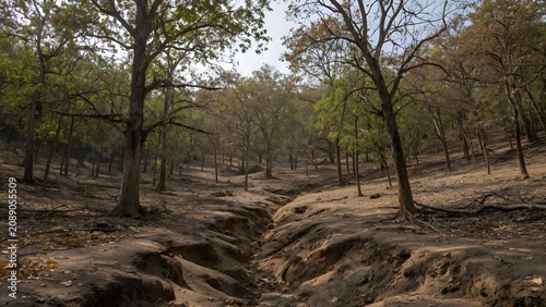 Dramatic erosion patterns reveal the stark contrast between nature’s resilience and environmental degradation in a dry forest landscape.