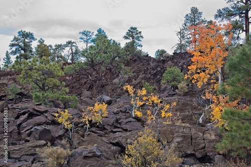 Yellow Quaking Aspen, Populus tremuloides, in the fall on a basalt field. Pine trees are in the background. Sunset Crater Volcano National Monument, Bonito Lava Flow, Flagstaff,  Arizona.