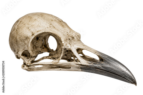 Bird skull with black beak isolated on white, Halloween decor element