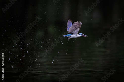 Collared Kingfisher, Todiramphus chloris, in flight after diving into water, mid-sized kingfisher, greenish-blue crown and upperparts with white collar, spread wings to maximum, water splash, sprinkle