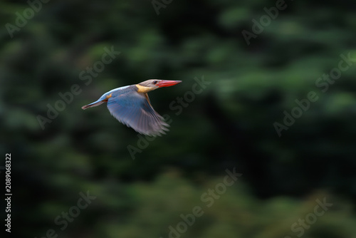 Stork-billed kingfisher in mid-flight, wings fully spread, captured with precise timing, highlighting motion, color contrast, slow shutter speed for bird's wing movement and smooth forest background