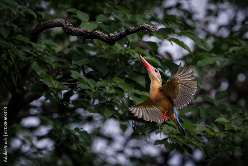Stork-billed Kingfisher, Pelargopsis capensis, with wings fully spread, soaring up from water to a branch, massive kingfisher with a large scarlet bill, ascending bird, dynamic wildlife action scene