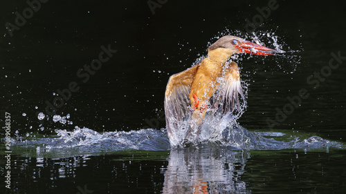 Stork-billed Kingfisher, Pelargopsis capensis, in flight after diving and catching fish in water, massive kingfisher with a large scarlet bill, bird habitat, fish prey in bird mount, plume of water