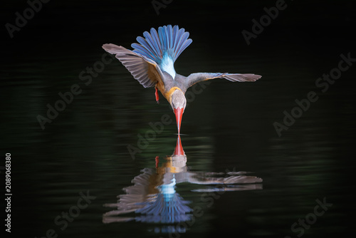 Stork-billed Kingfisher, Pelargopsis capensis, catching prey in water, massive kingfisher with a large scarlet bill well-wooded habitats near pond, the exact moment the bird's beak touches the water