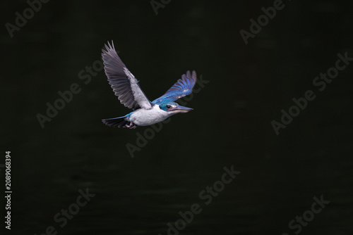 Collared Kingfisher, Todiramphus chloris, in flight in forest park, mid-sized kingfisher with variable plumage pattern, greenish-blue crown and upperparts with white collar, spread wings to maximum