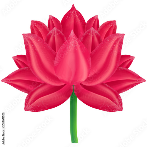 Beautiful pink lotus flower vector illustration, vibrant magenta water lily botanical isolated
