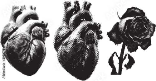 Photos Halftone anatomical hearts and a wilting rose during a dark conceptual study