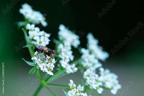 Insect on Small White Flowers Macro