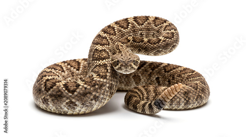 Coiled Western Diamondback Rattlesnake isolated on white background